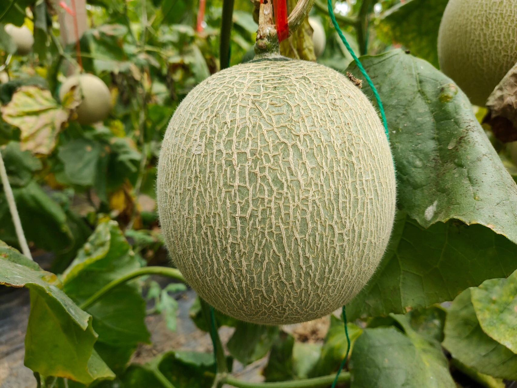 网纹瓜成熟果实特写