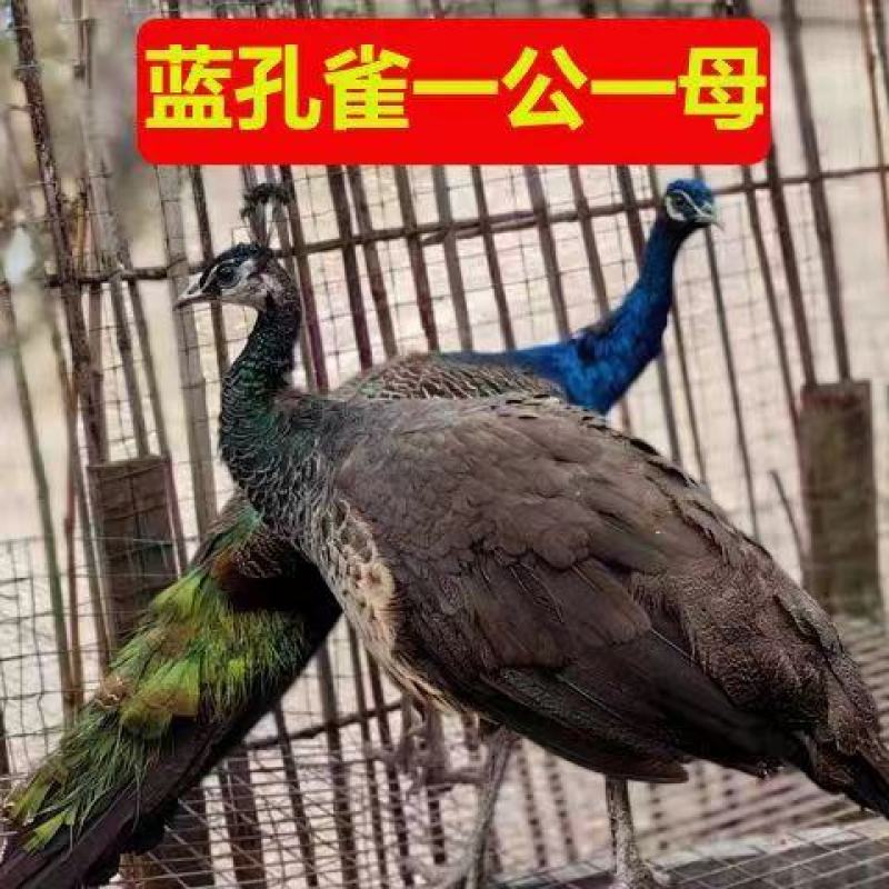 养殖蓝孔雀苗