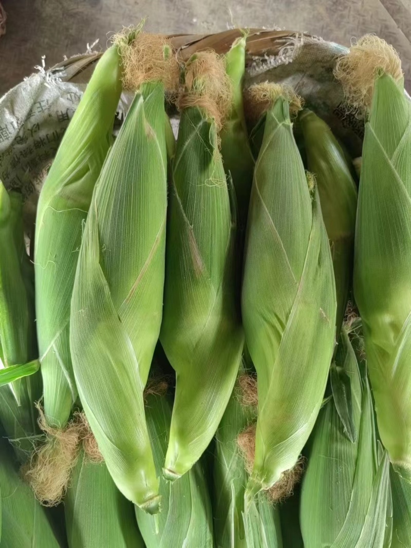 万糯188大量有货，货源充足，质量保证，需要的欢迎对接