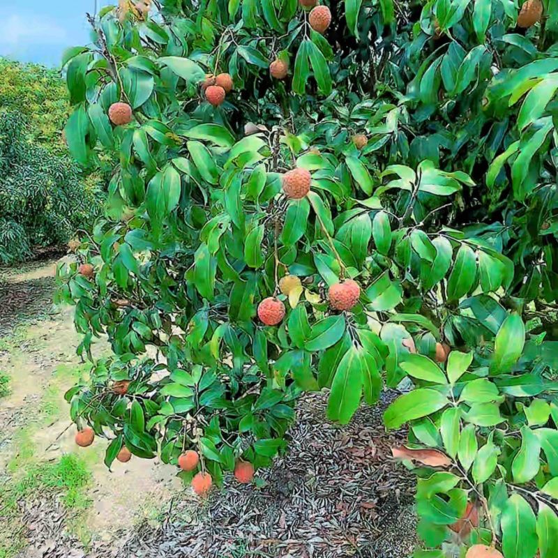 5月10号茂名电白白糖罂荔枝大量上市欢迎随时联系