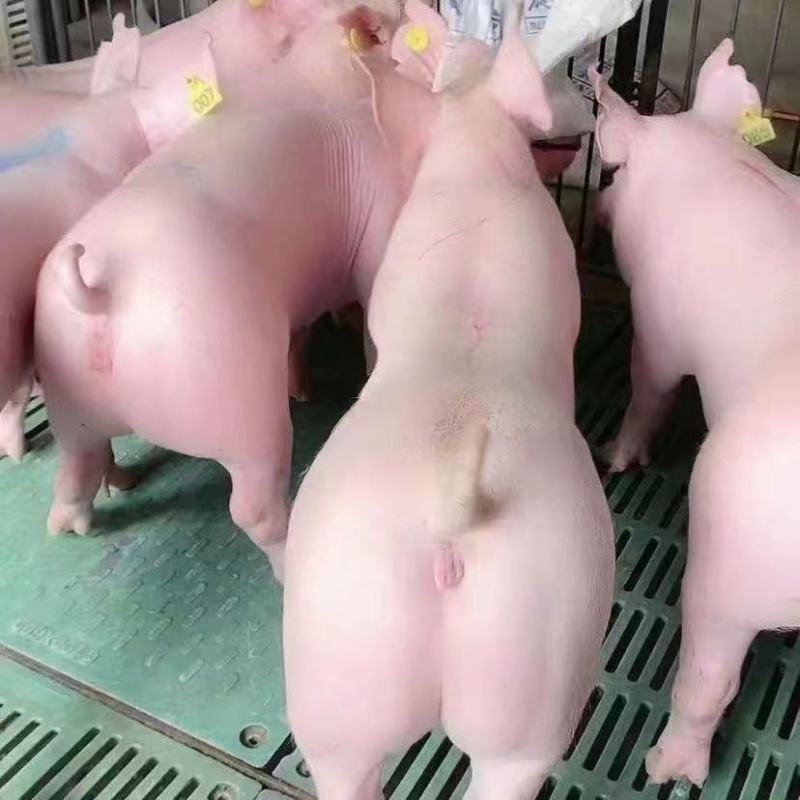 长白二元三元种猪苗