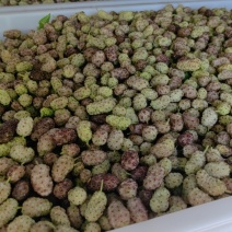 鲜桑椹，鲜桑葚大量上市.寻找有能力客户