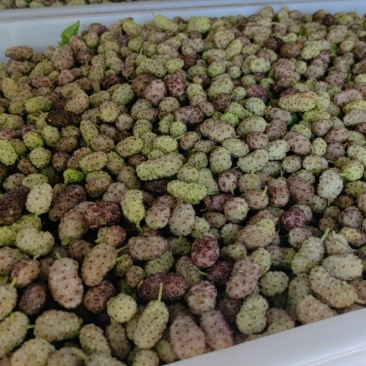 鲜桑椹，鲜桑葚大量上市.寻找有能力客户