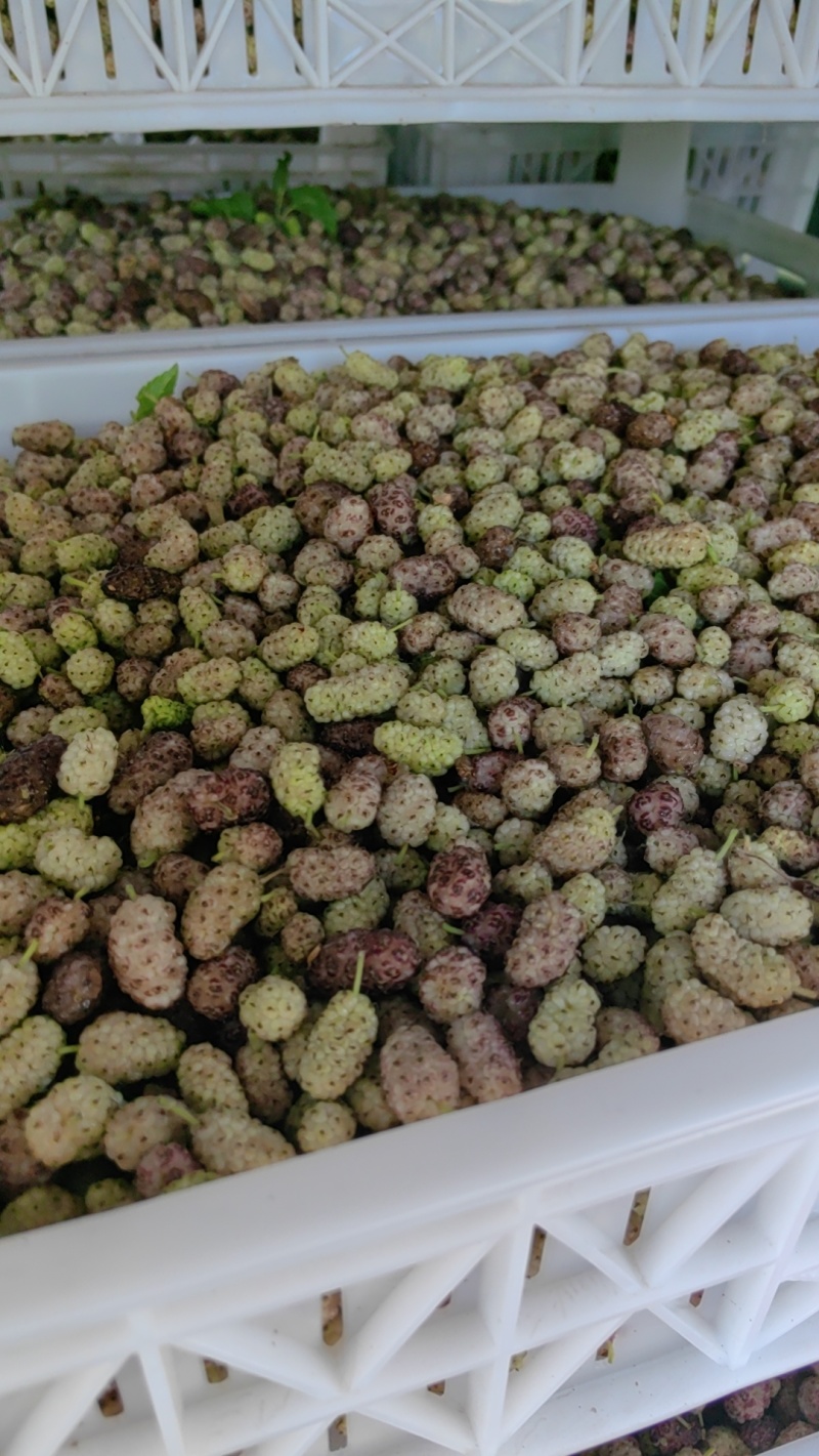 鲜桑椹，鲜桑葚大量上市.寻找有能力客户