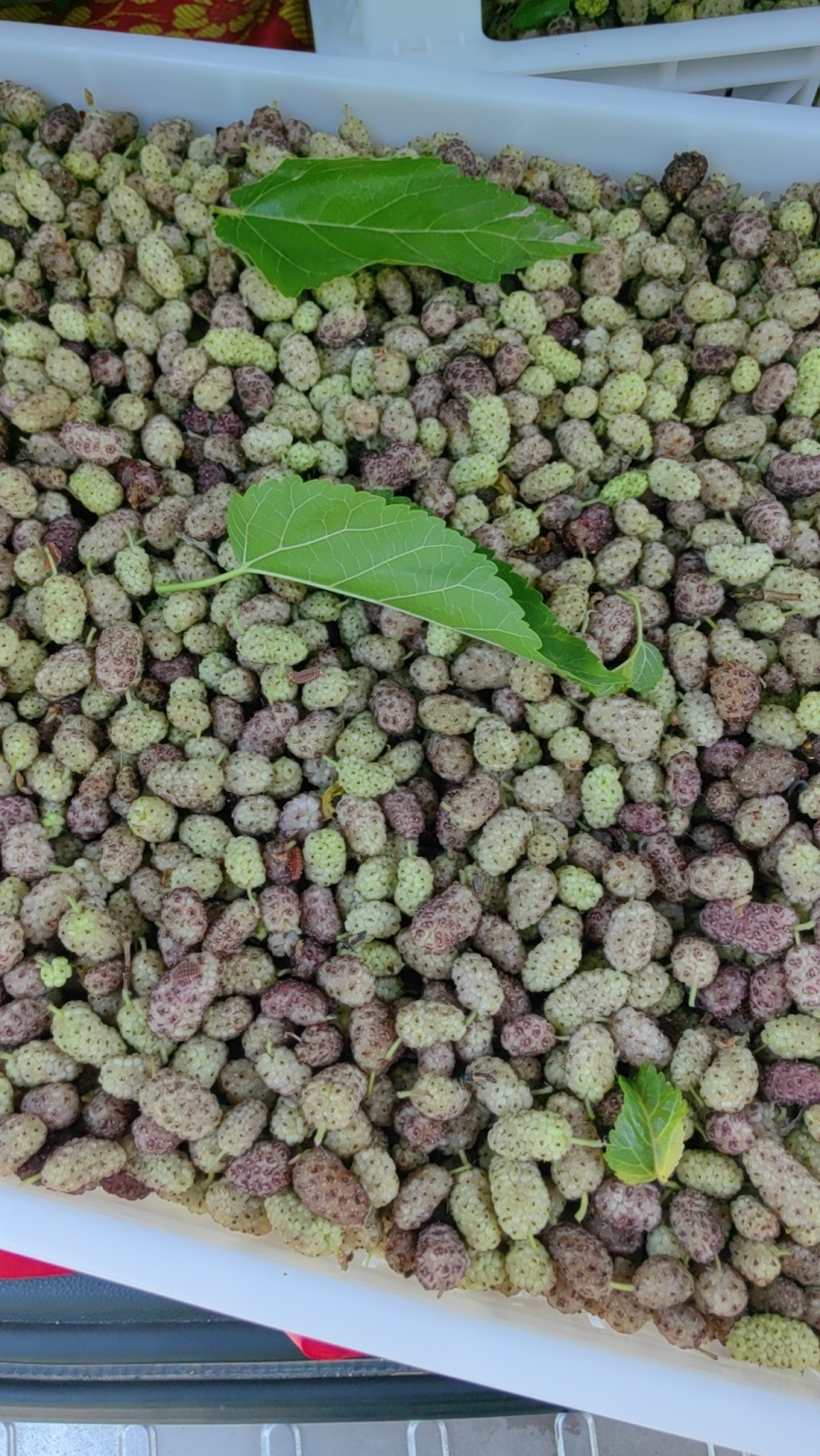 鲜桑椹，鲜桑葚大量上市.寻找有能力客户