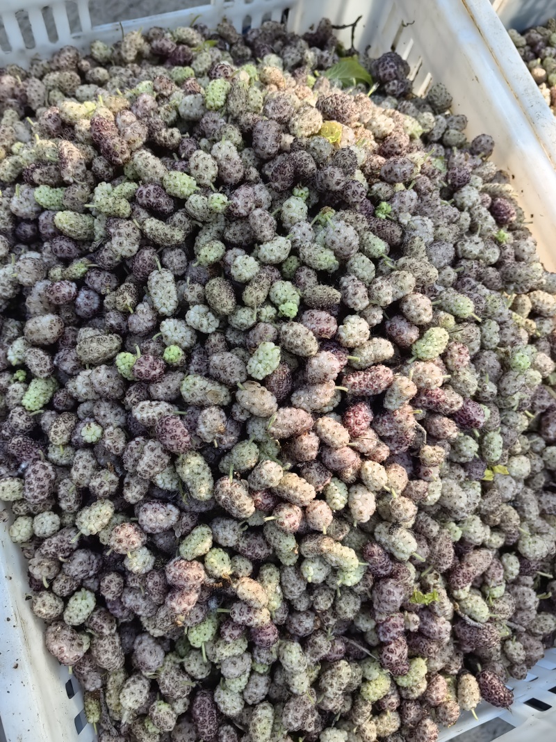 鲜桑椹，鲜桑葚大量上市.寻找有能力客户