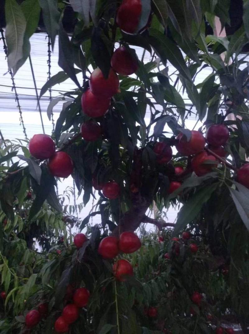 山西运城市大棚油桃大量上市，硬度好，口感好，果面净。