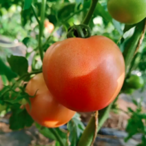 西红柿，硬度好货源充足品质保证，诚信经营，质量保证