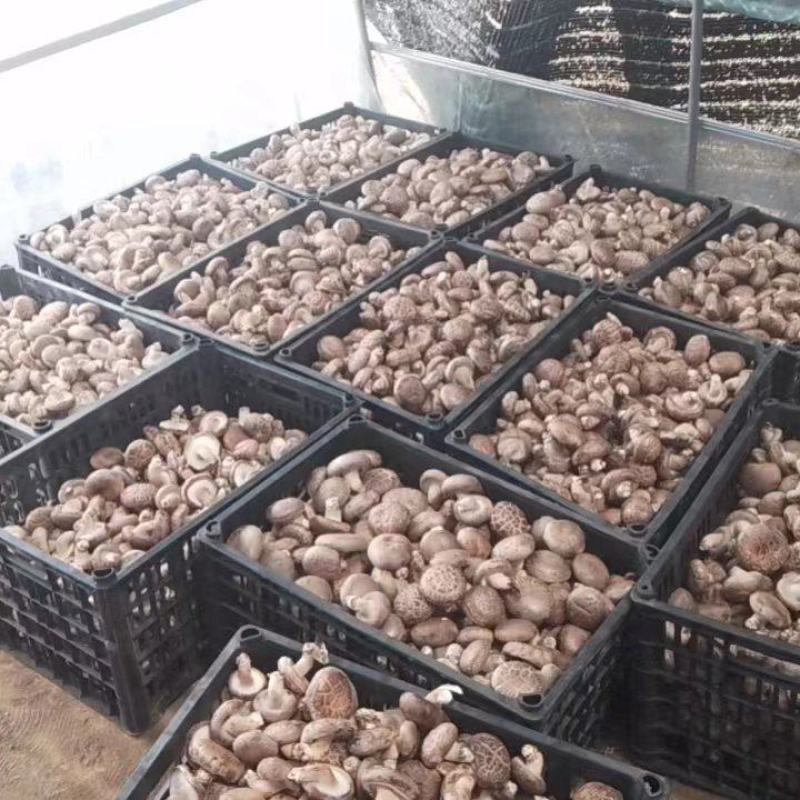 鲜香菇精品香菇大量供应中产地直发品质保障量大优惠