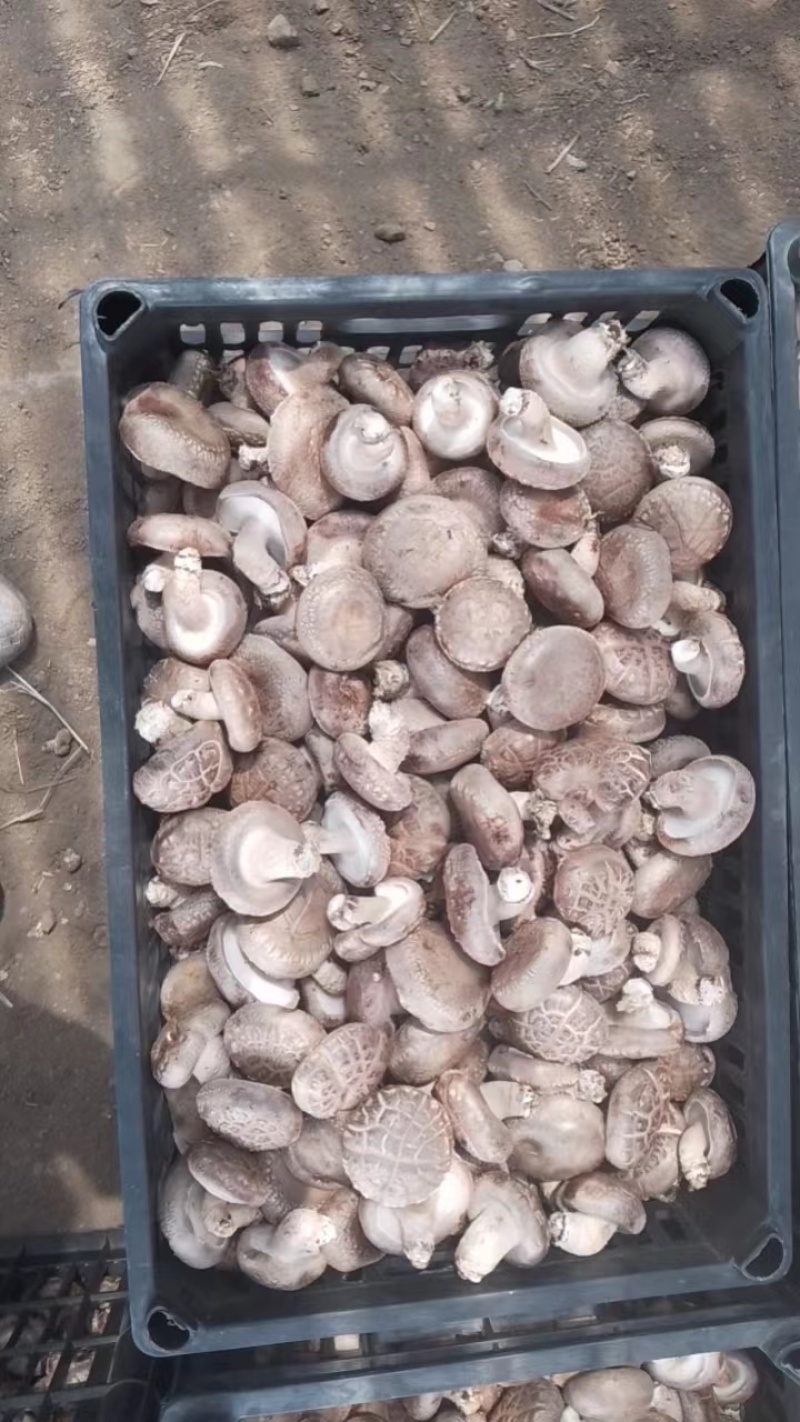 鲜香菇精品香菇大量供应中产地直发品质保障量大优惠
