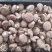 鲜香菇精品香菇大量供应中产地直发品质保障量大优惠