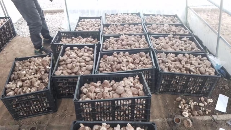 鲜香菇精品香菇大量供应中产地直发品质保障量大优惠