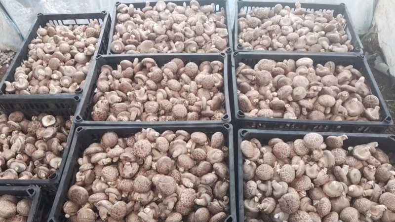 鲜香菇精品香菇大量供应中产地直发品质保障量大优惠