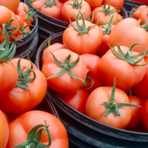 西红柿基地精品直供，个头饱满，保证售后