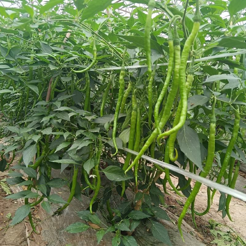 二荆条