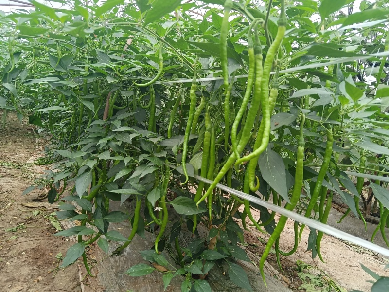 二荆条