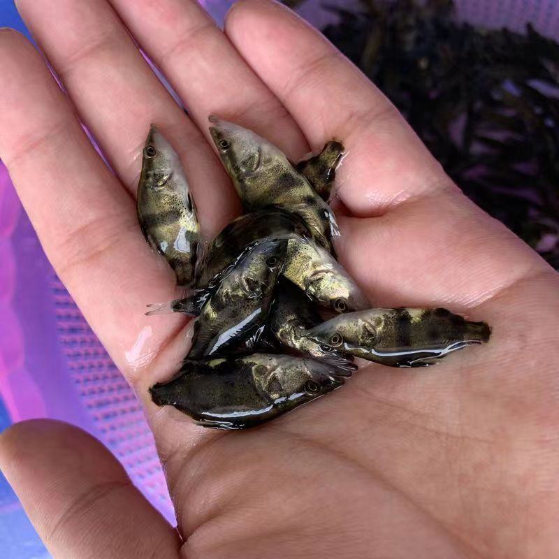 鳜鱼鲑鱼