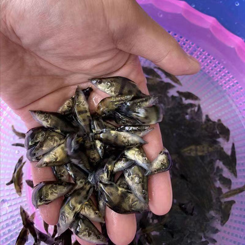 鳜鱼鲑鱼