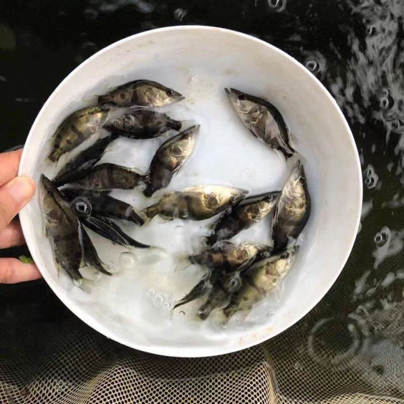 鳜鱼鲑鱼