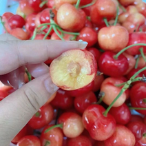 陕西大樱桃🍒精品樱桃产地直供可视频各种樱桃规格齐全