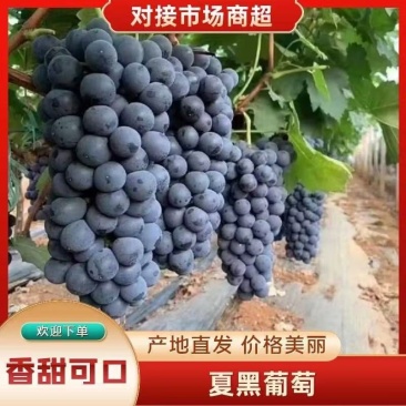 河北夏黑葡萄新鲜上市大量供应电商档口市场一手货源