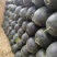 黑美人西瓜🍉口感甜、瓜型好、货源充足、欢迎来电