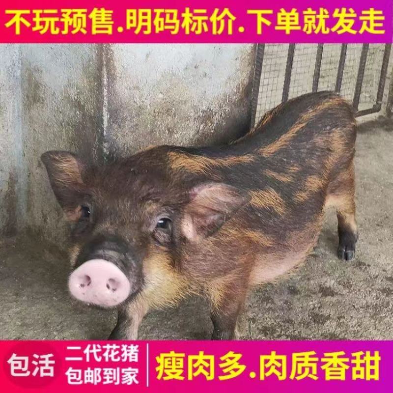 山猪野猪