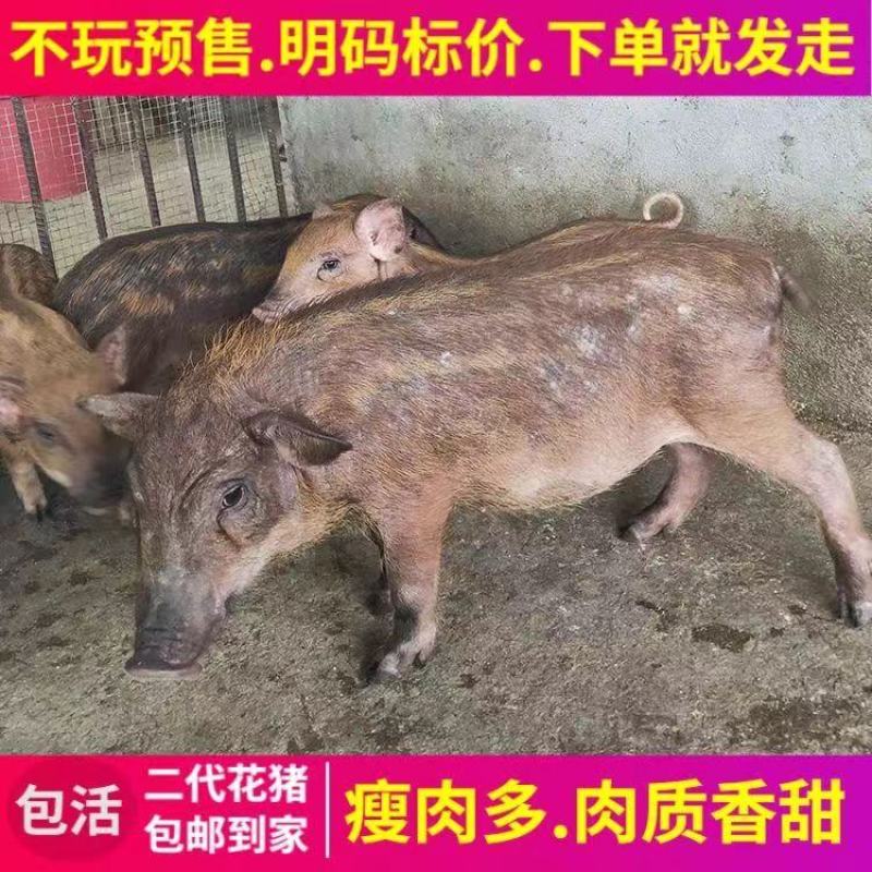 山猪野猪