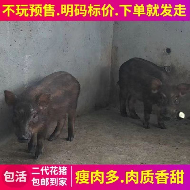 山猪野猪