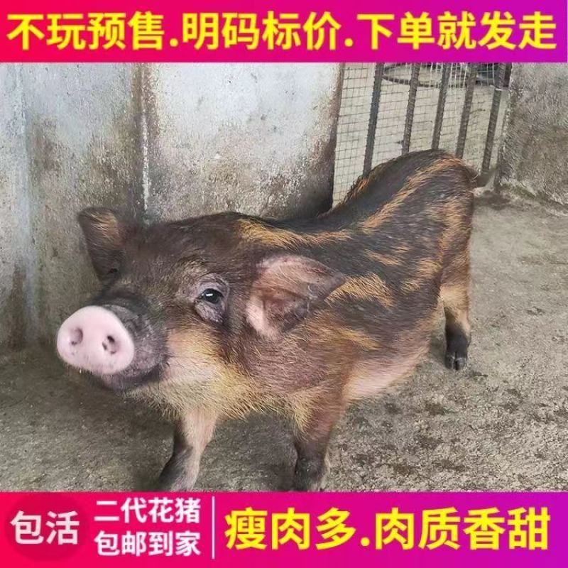 山猪野猪
