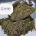 艾叶粉80-100目，蛋白15，纤维23。牛羊猪禽兔水产