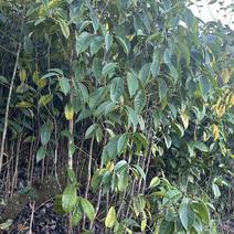 红花大果油茶良种苗，六年-十年苗，裸根发货，广西桂林资源