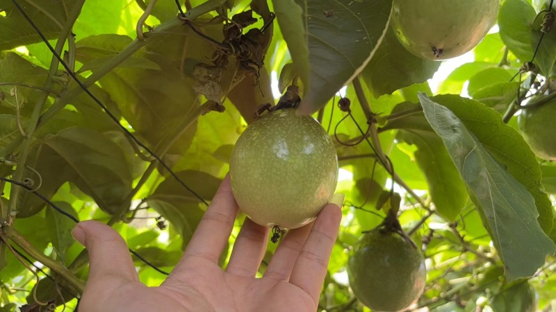 百香果
