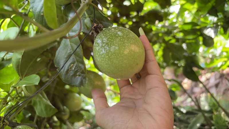百香果