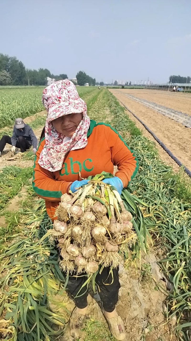 精品大蒜鲜大蒜支持一件对接各大电商欢迎咨询