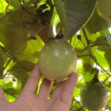 百香果