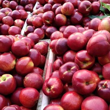 山东油桃126油桃平邑油桃大量上货货源充足代发全国市场
