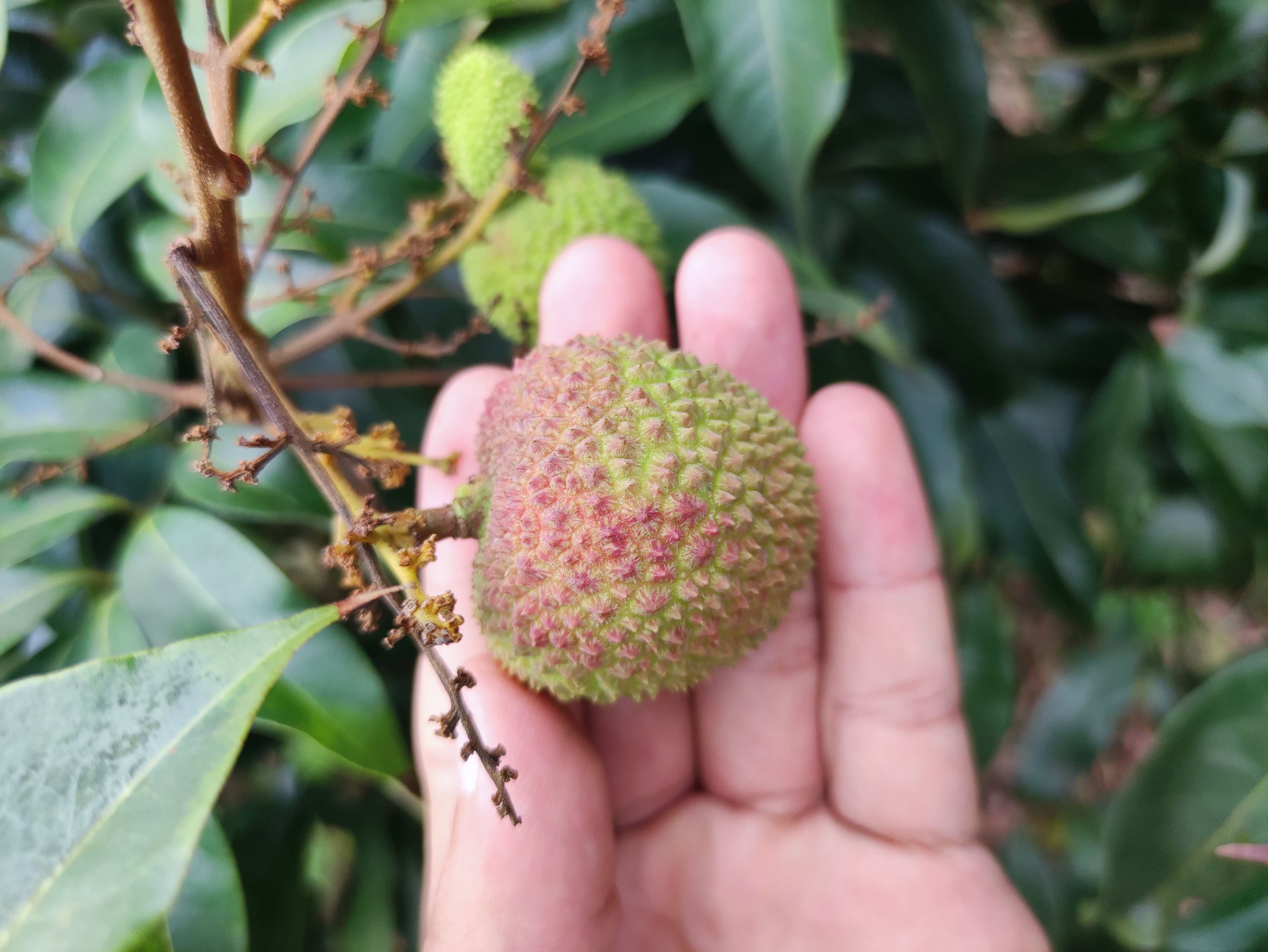 展示妃子笑荔枝在未成熟(青绿色)和成熟(粉红色)阶段的外观对比,帮助读者理解其颜色变化过程 妃子笑荔枝不同成熟阶段对比图