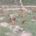纯生态散养红芦花鸡