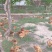 纯生态散养红芦花鸡