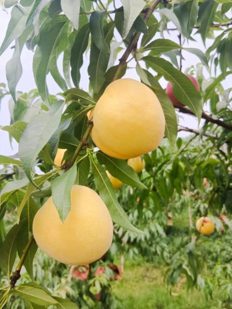 黄桃