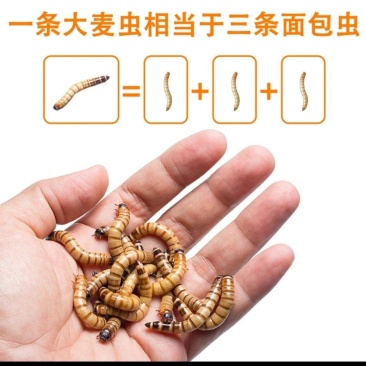 一斤可以发