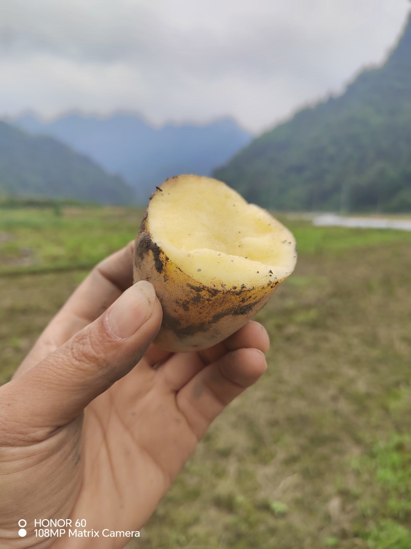 湖南黄心土豆，