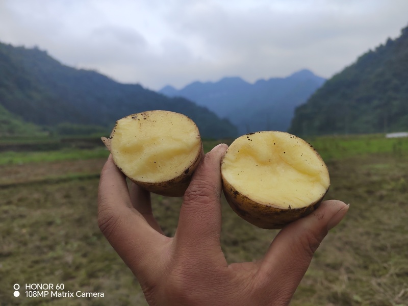 湖南黄心土豆，