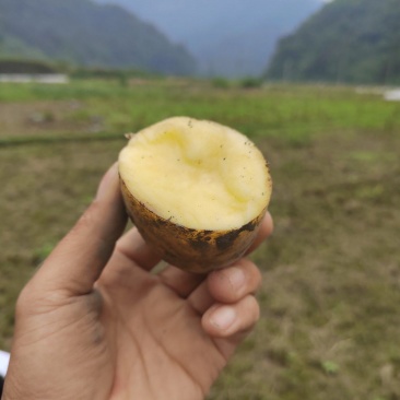 湖南黄心土豆，