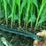 玉米苗白玉米黑玉米品质保障成活率高欢迎抢购