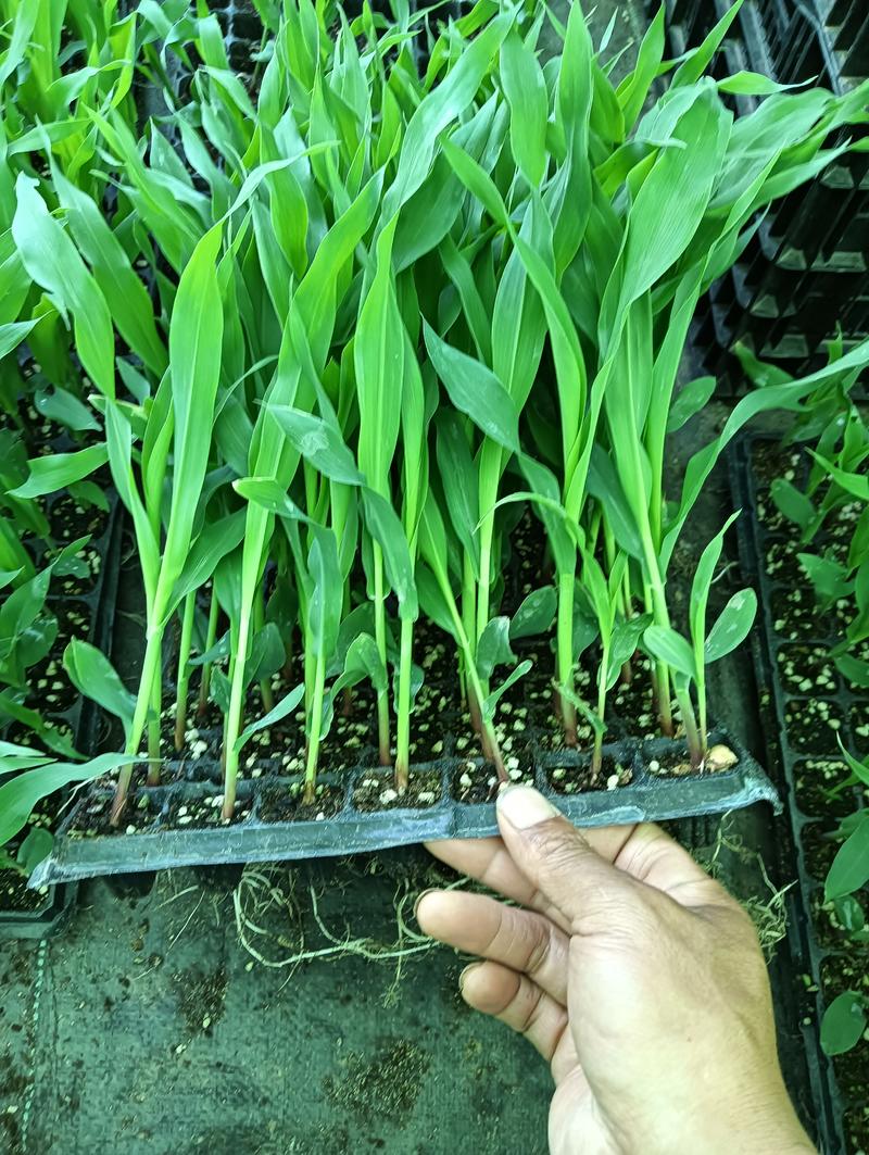玉米苗白玉米黑玉米品质保障成活率高欢迎抢购