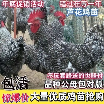 麻羽鸡