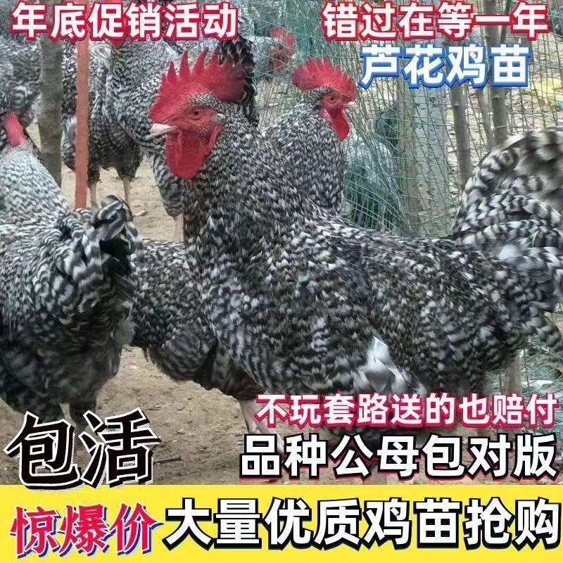 麻羽鸡