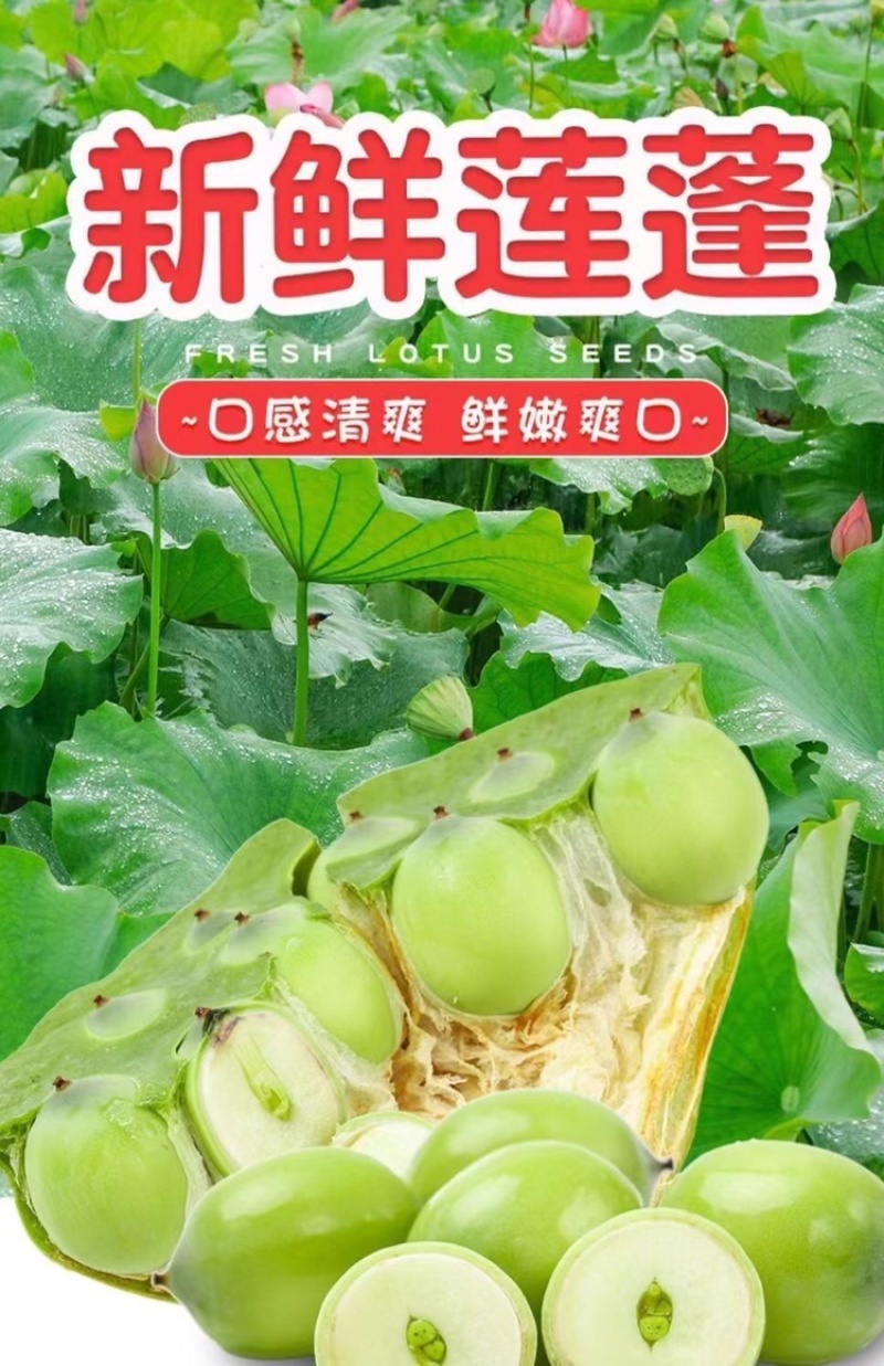 海南莲蓬全國批发水果蓮蓬产地直发廣州江南市場小賴